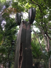 Lophocereus marginatus