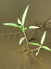 Persicaria glabra