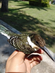 Chloroceryle americana