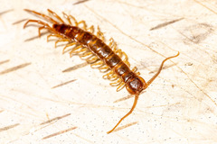 Lithobiomorpha