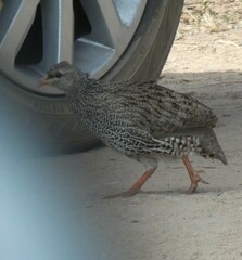 Pternistis natalensis