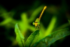 Ceriagrion coromandelianum