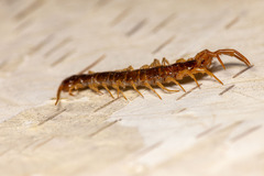 Lithobiomorpha