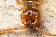 Lithobiomorpha