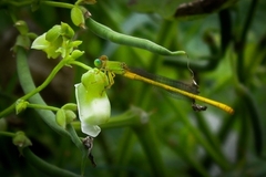 Ceriagrion coromandelianum