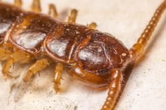 Lithobiomorpha