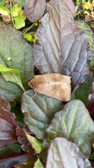 Noctuinae