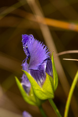 Gentianopsis crinita