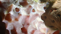 Ircinia felix
