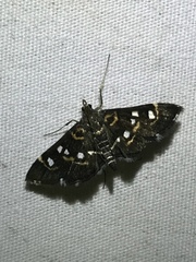 Diathrausta harlequinalis