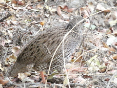 Pternistis natalensis