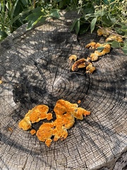 Gloeophyllum sepiarium