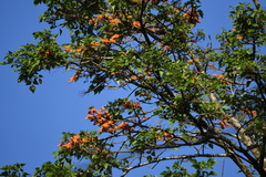 Erythrina