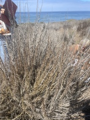 Artemisia californica