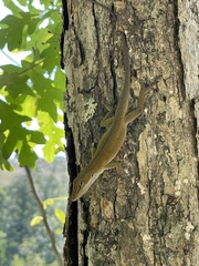 Anolis carolinensis