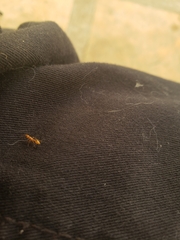 Pseudomyrmex