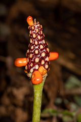 Arisaema triphyllum