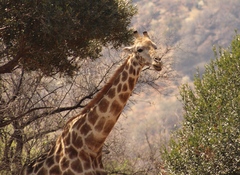 Giraffa camelopardalis giraffa