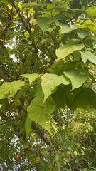 Catalpa