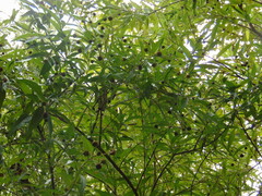 Cephalanthus salicifolius