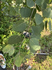 Populus grandidentata
