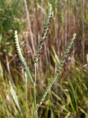 Paspalum floridanum