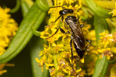 Astata