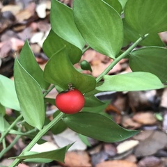 Ruscus aculeatus