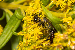 Astata