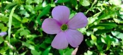 Oxalis drummondii