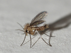 Phlebotominae