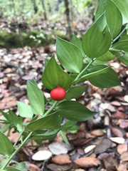 Ruscus aculeatus