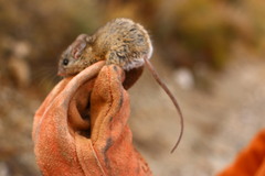 Peromyscus eremicus