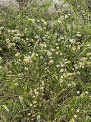 Boltonia asteroides
