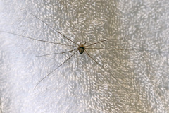 Dicranopalpus