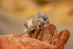Peromyscus eremicus