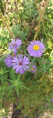 Symphyotrichum novae-angliae