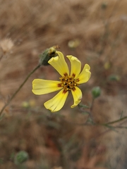 Madia elegans