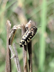 Acmaeodera solitaria