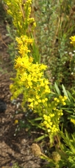 Solidago