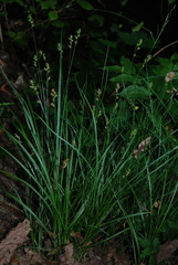 Carex muricata
