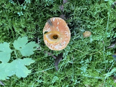 Lactarius thyinos