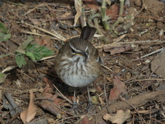 Cercotrichas leucophrys