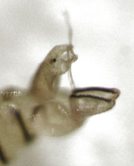 Cryptoneossa triangula