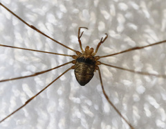 Dicranopalpus