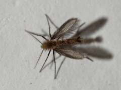 Phlebotominae