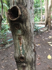 Lophocereus marginatus