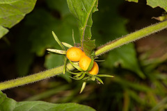 Triosteum aurantiacum