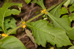 Triosteum aurantiacum