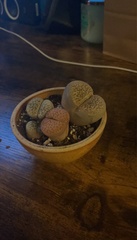 Lithops